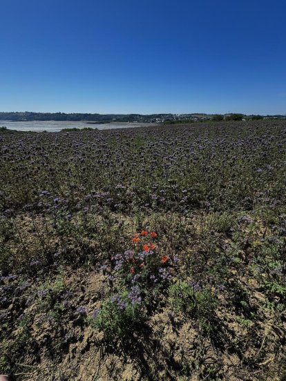 Wilde planten  en op de achtergrond het mooie baaitje van Kérity.