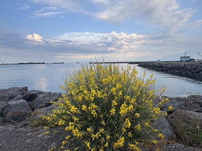 De mooie baai van Saint Vaast met Ile Tatihou in de verte.